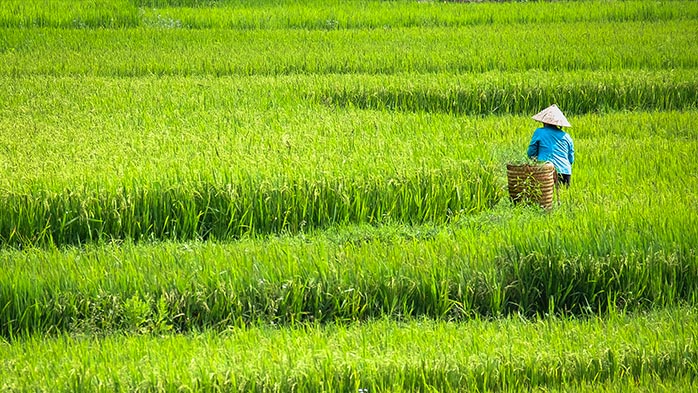 Vinachem announces the divestment of its DAP and urea production assets