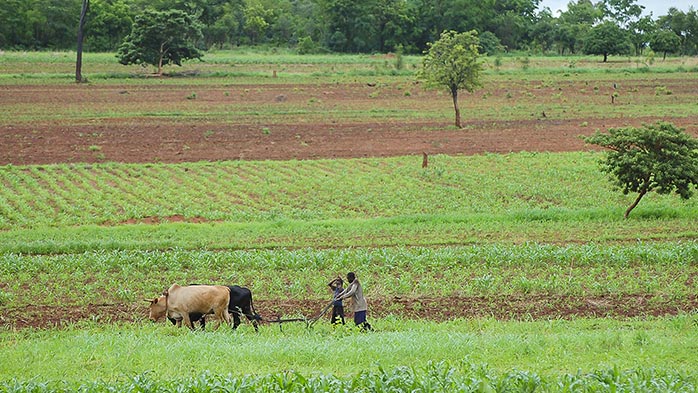 Fertilizer price transparency crucial to Africa’s future growth