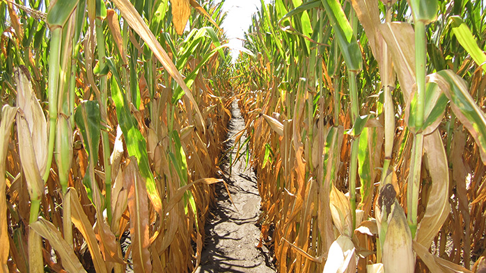 US crop tour reveals good fertilizer prospects for 2018