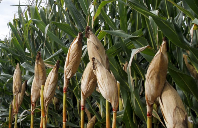 Middle East Conflict: Urea supply disruptions could be catastrophic