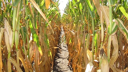 How the Iran war could shatter global food security