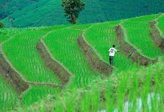 The global food crisis unleashed by the war