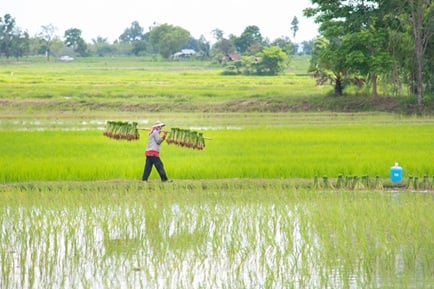 Iran war is crushing Asia’s farmers, threatening global food supply